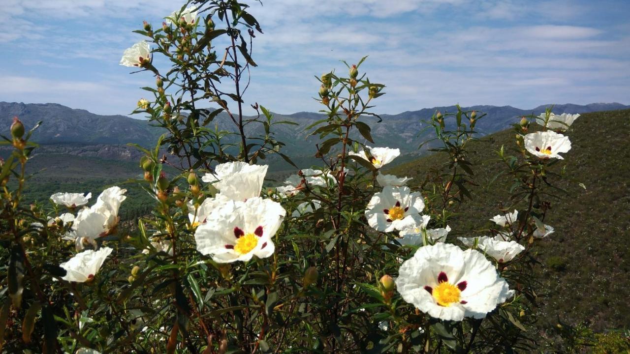 Casa Rural La Colmena Del Geoparque Navatrasierra ภายนอก รูปภาพ