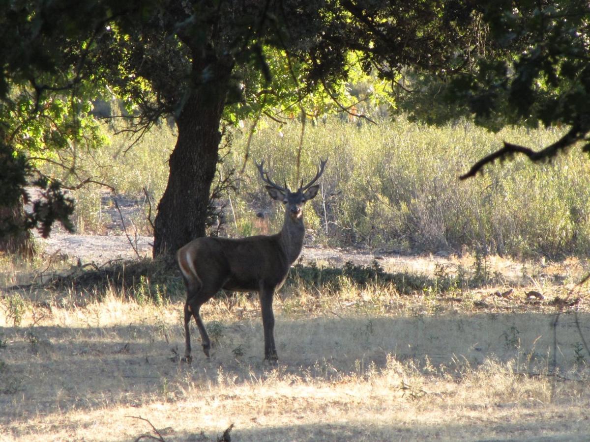 Casa Rural La Colmena Del Geoparque Navatrasierra ภายนอก รูปภาพ